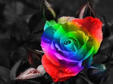 rainbow-precious-rose