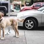 dog-sidewalk-car-unsplash-2022-clean