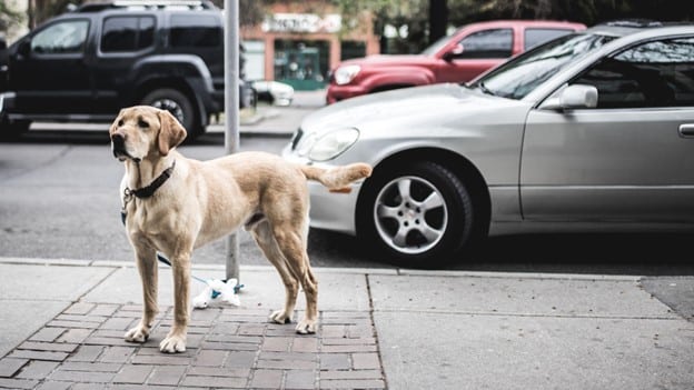 dog-sidewalk-car-unsplash-2022-clean