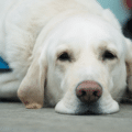 service-dog-white-laying-down-pexels-com-2023-clean-brody