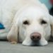 service-dog-white-laying-down-pexels-com-2023-clean-brody