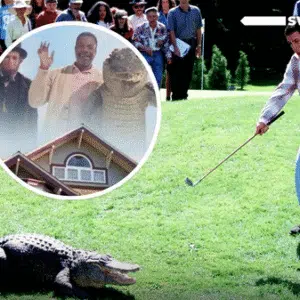 Screenshot 2025-05-14 at 07-08-43 Instagram - happy gilmore - aligator - dead - pubity - 2025 clean